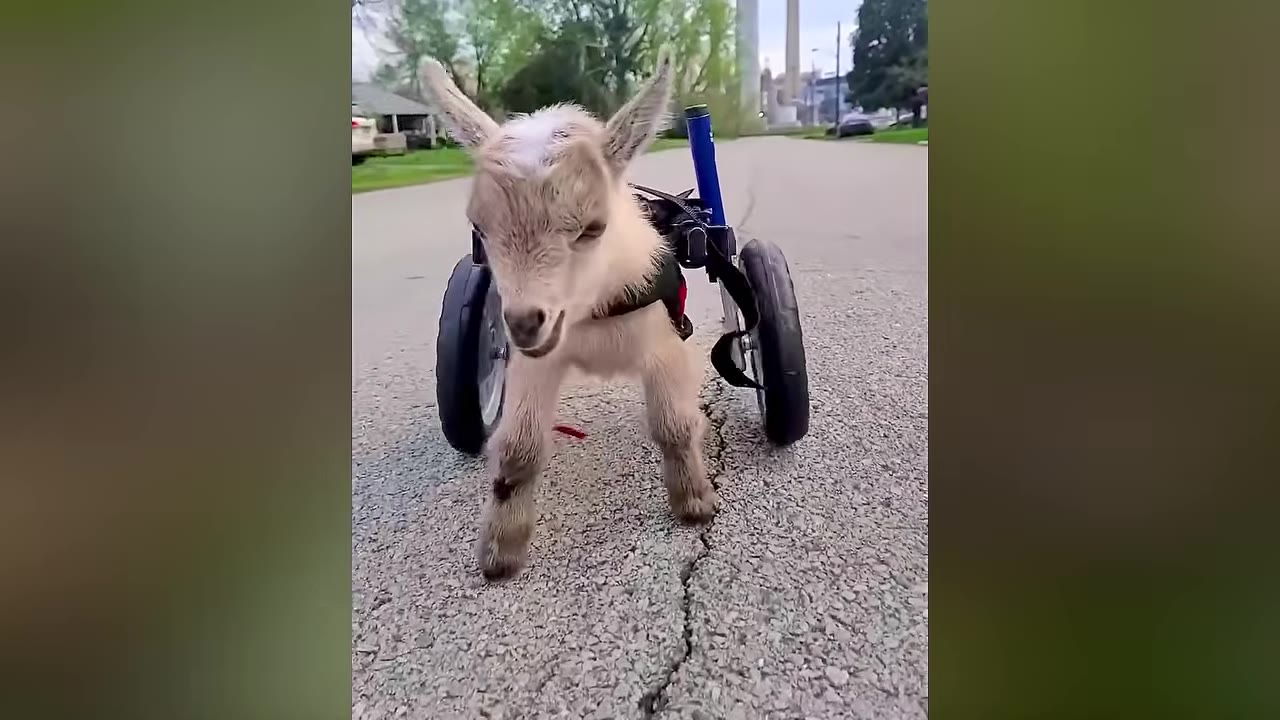 A small, light brown baby goat with only two front legs stands on an asphalt road, supported by a custom two-wheeled cart attached to its hindquarters.