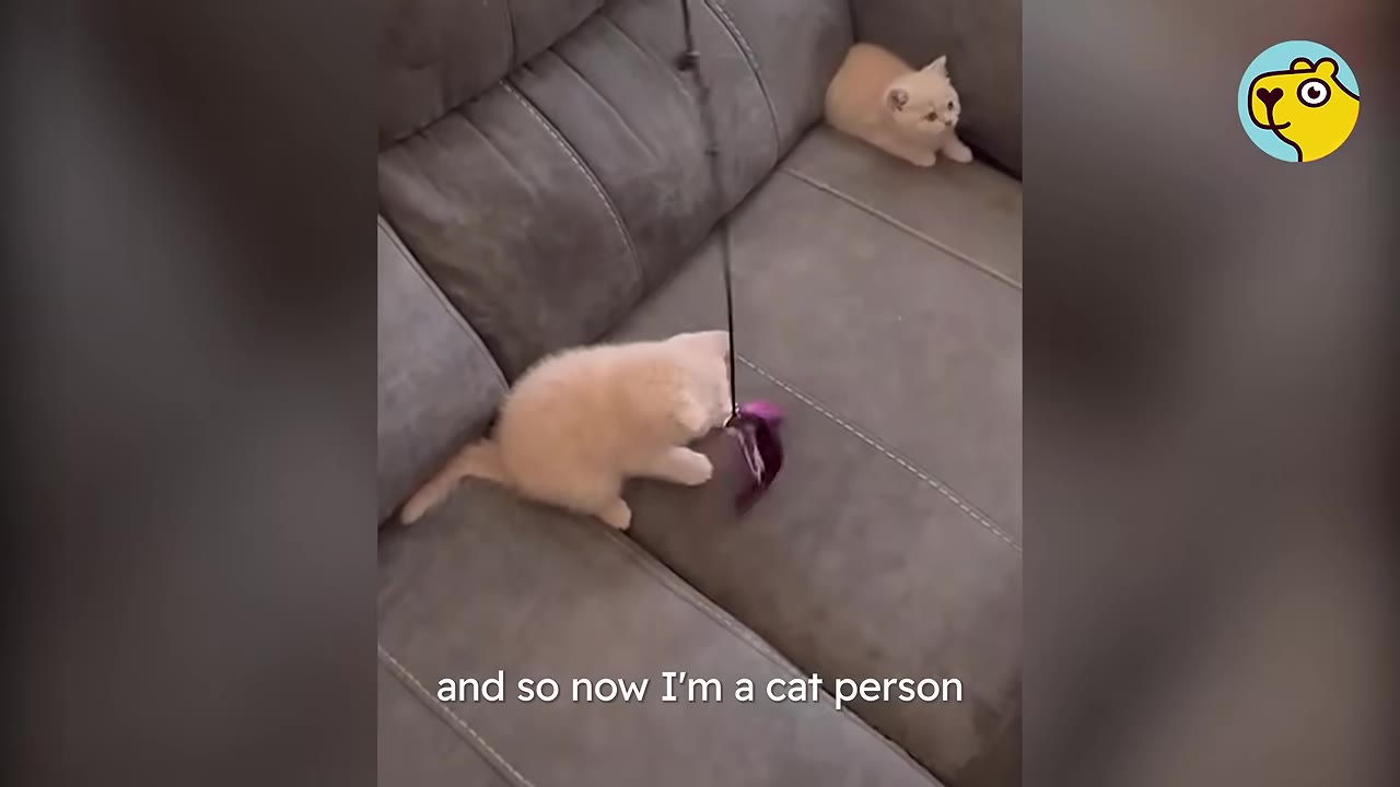 A small cream-colored kitten plays with a purple feather toy on a grey couch while another kitten watches from the corner, with text overlay reading 'and so now I'm a cat person'.