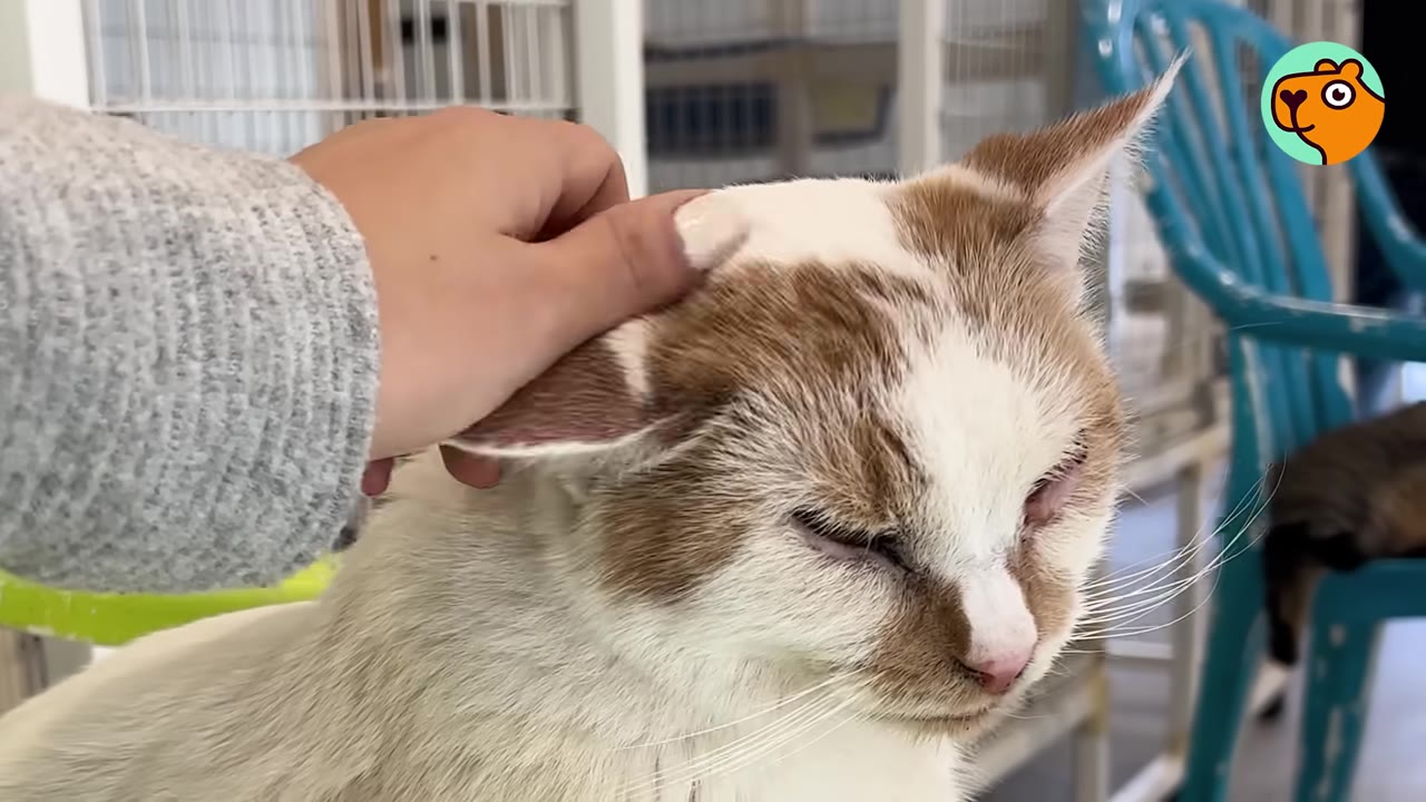 A close-up shot of a person's hand gently petting a white and brown cat on its head.