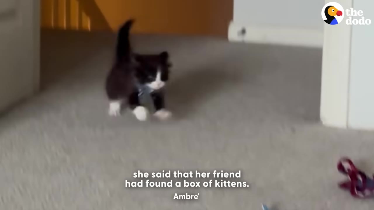 A small black and white kitten walks across a carpeted floor.