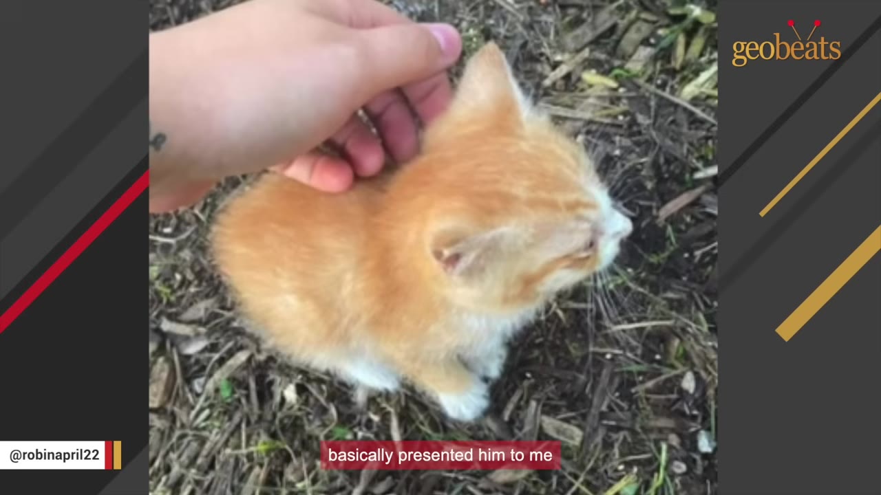 A small orange and white kitten sitting on wood mulch outdoors while a hand gently pets its head.