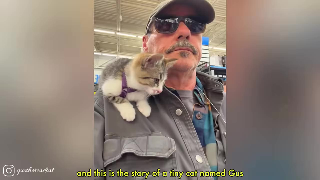 A man wearing sunglasses, a cap, and a grey jacket with a small tabby kitten sitting on his shoulder.