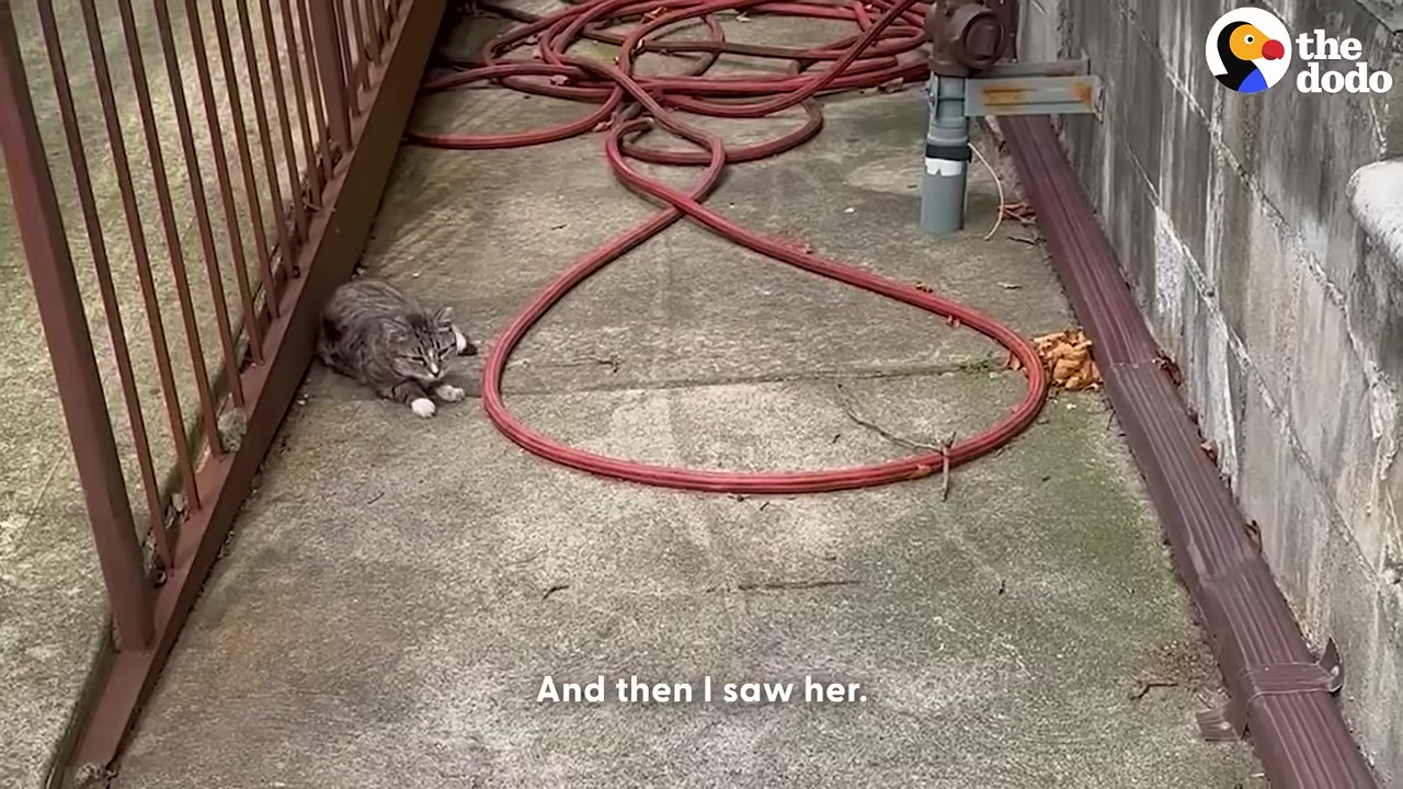 A tabby cat with white paws lies on a concrete walkway next to a coiled red hose and a metal fence.