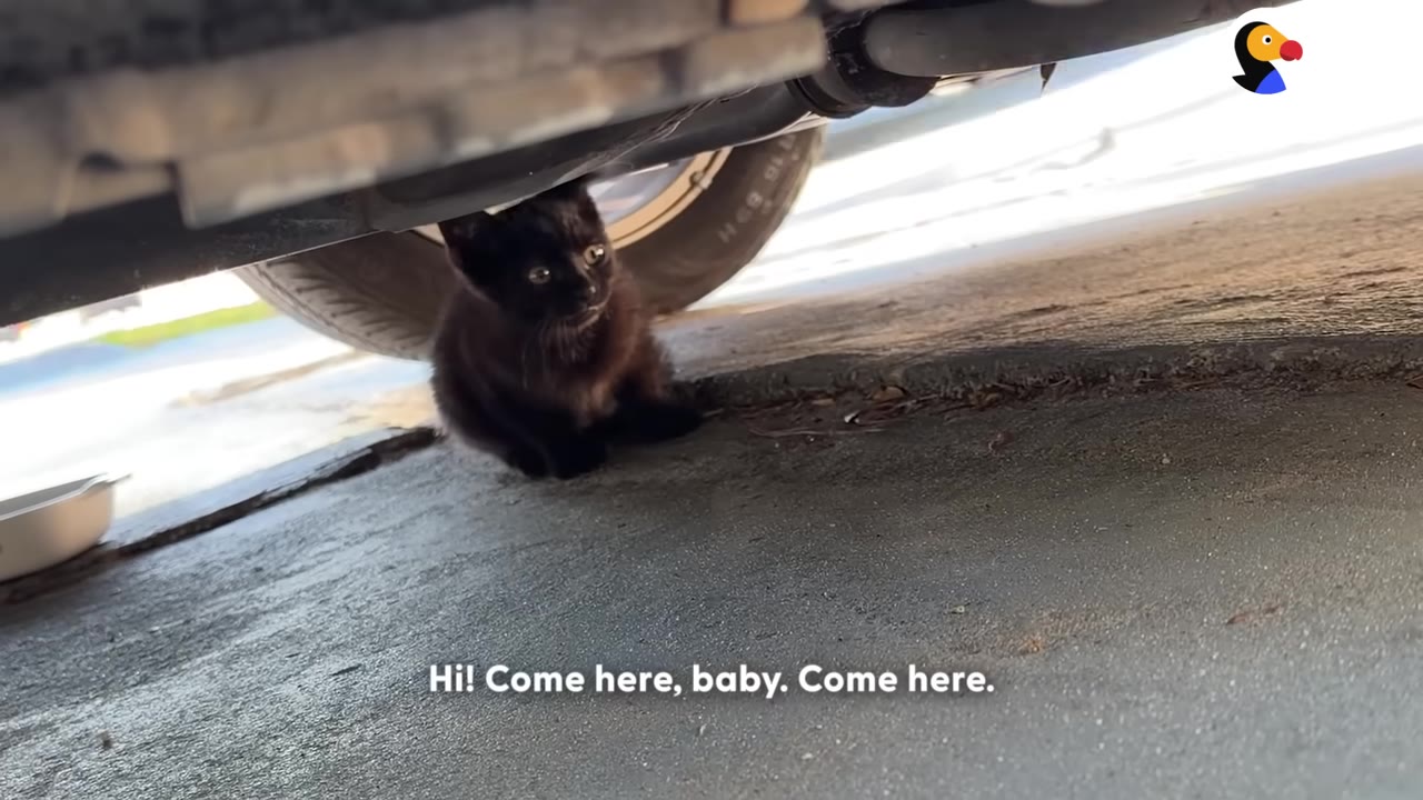 A small black kitten sitting on the concrete ground underneath a car next to a tire.