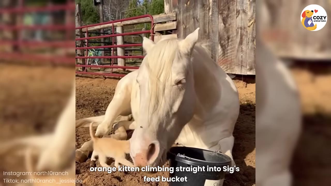 A tiny orange kitten walks on the dirt ground next to a large white horse lying down near a black feed bucket.