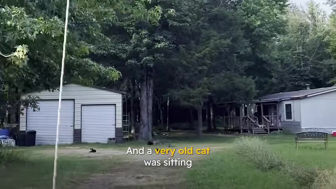 A wide shot of a grassy yard with a house, a detached garage, and a small black cat sitting in the distance near the driveway.