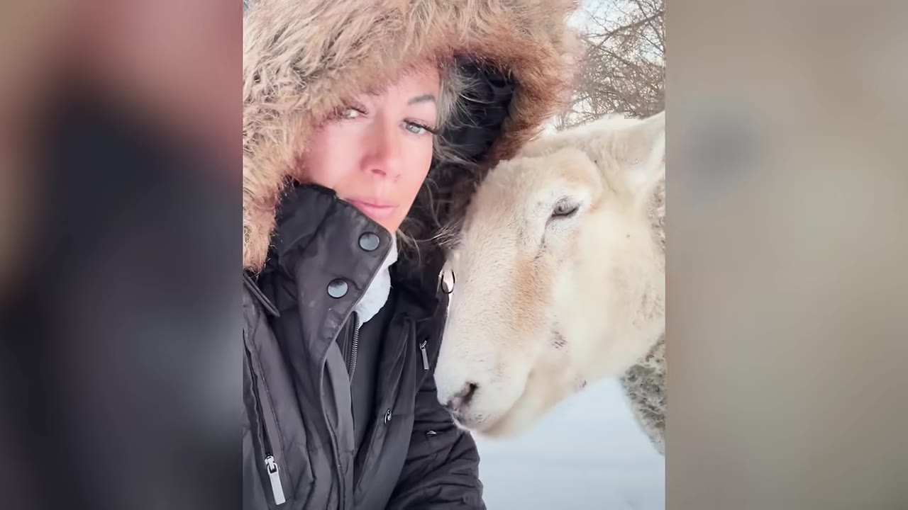 A close-up shot of a woman wearing a winter coat with a fur-lined hood standing next to a white sheep in a snowy setting.