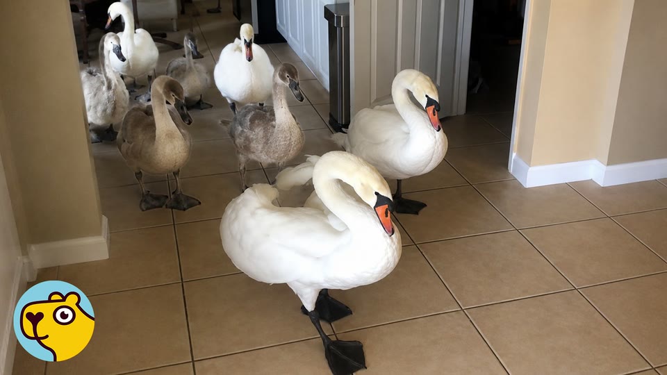Video frame for An Unexpected Knock At The Door
