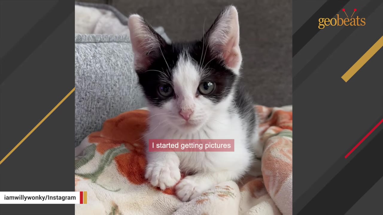 A close-up shot of a small black and white kitten sitting on a patterned blanket, looking directly at the camera.
