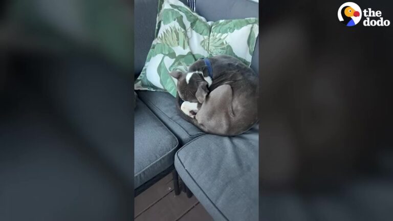 Missouri Dog Trapped In A Freezing Abandoned House Discovers A Valentine’s Day Miracle That Changes Everything