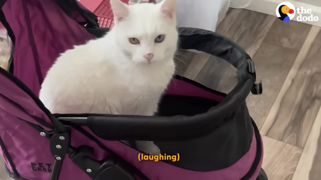 A fluffy white cat with one blue eye and one green eye sits inside a purple pet stroller.