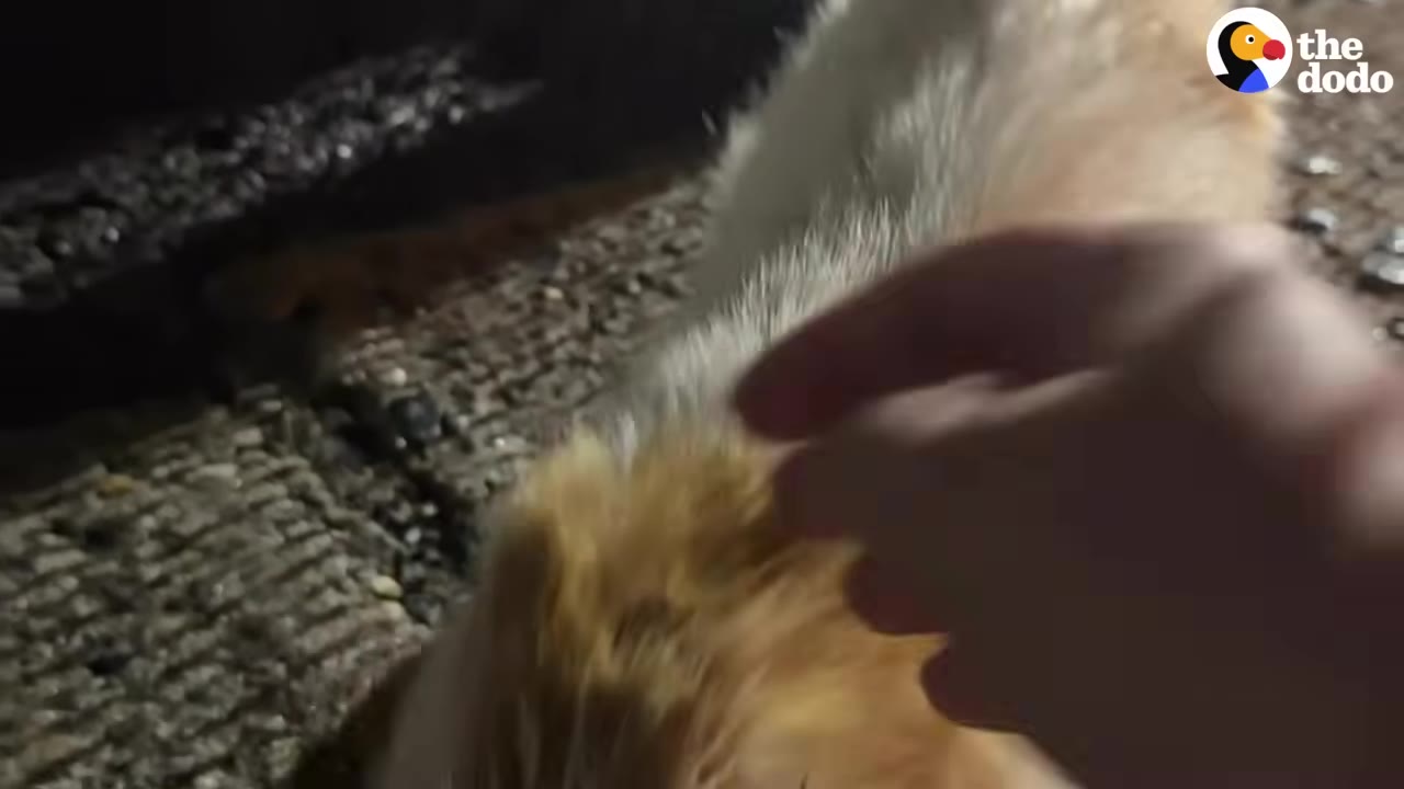 A close-up shot at night of a hand gently petting the back of a ginger and white cat on a paved surface.