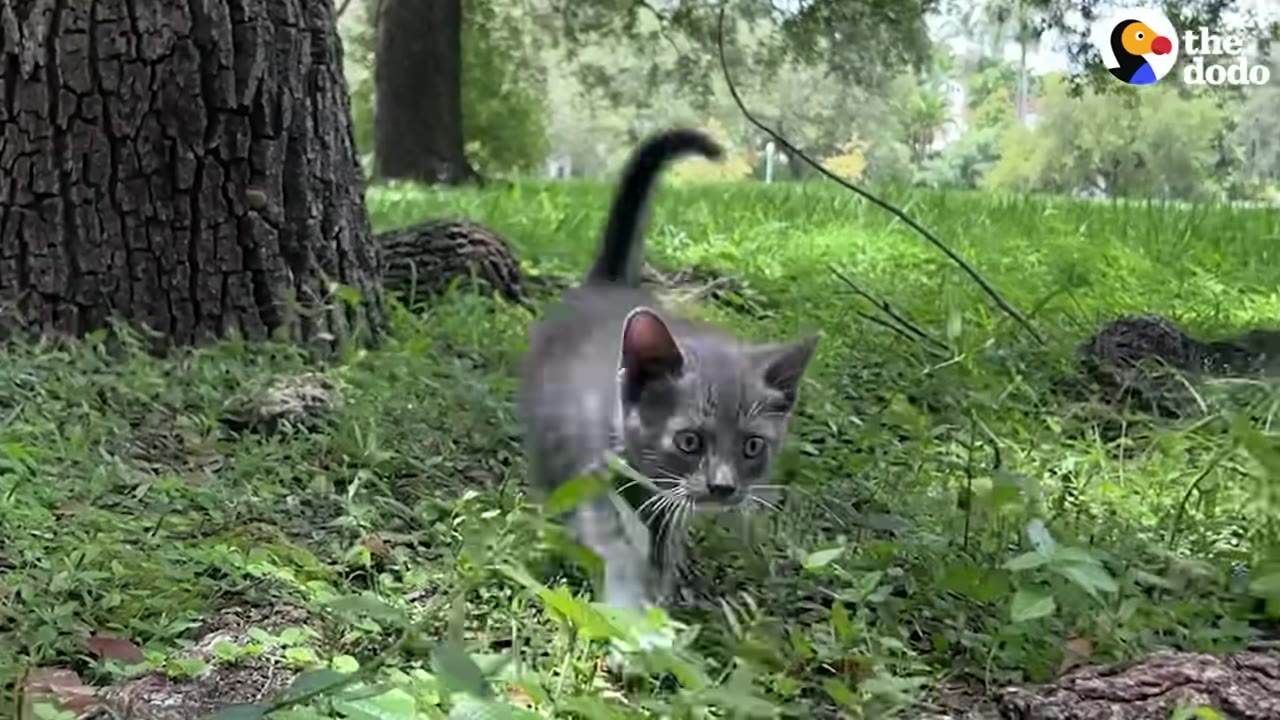 A small grey and white kitten walks through the green grass of a park near a large tree trunk.