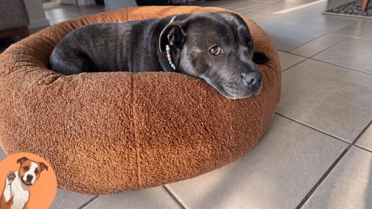 Portland Neighbors Feared This Rescue Pit Bull, Then Owners Put Up A Sign That Changed Everything