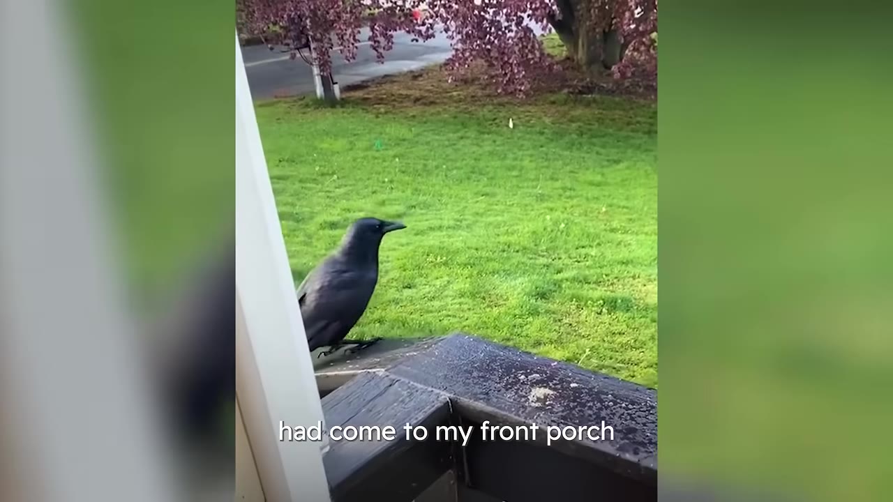 A black crow perched on a dark wooden porch railing, looking out over a green lawn.