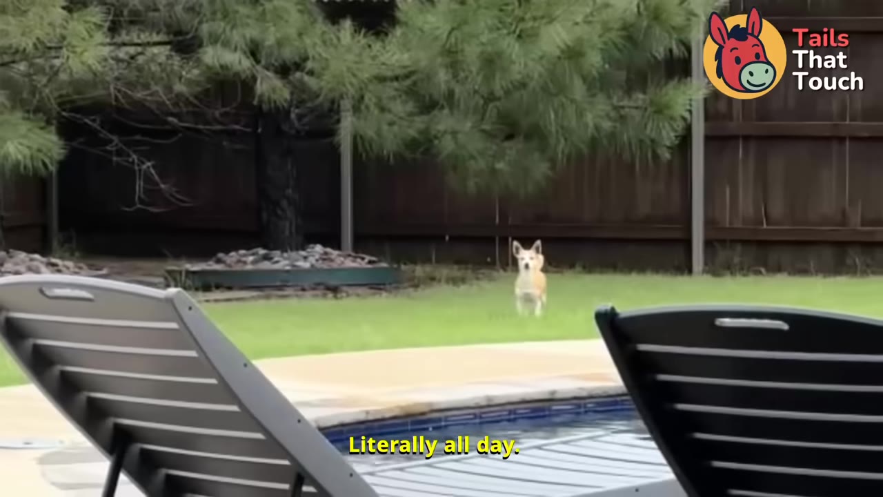 A small tan and white dog stands in a grassy backyard near a swimming pool, looking towards the camera.