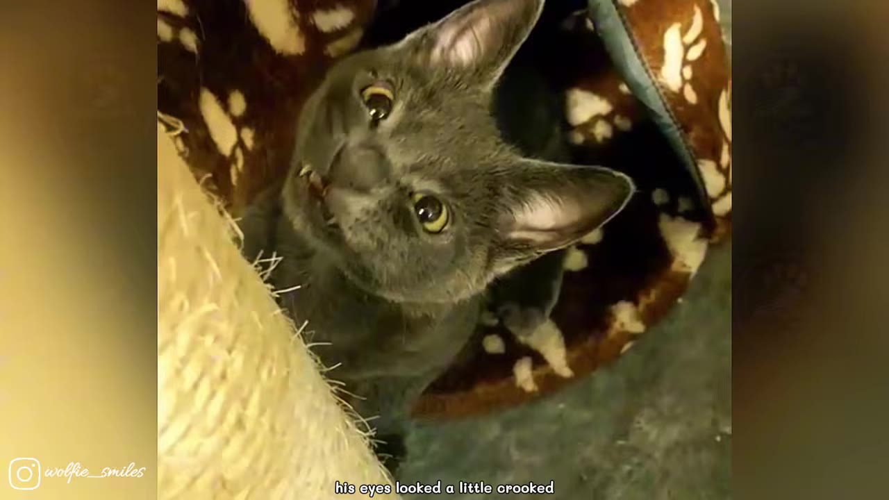 A close-up of a small grey kitten looking up with wide, slightly crooked eyes and a goofy expression.