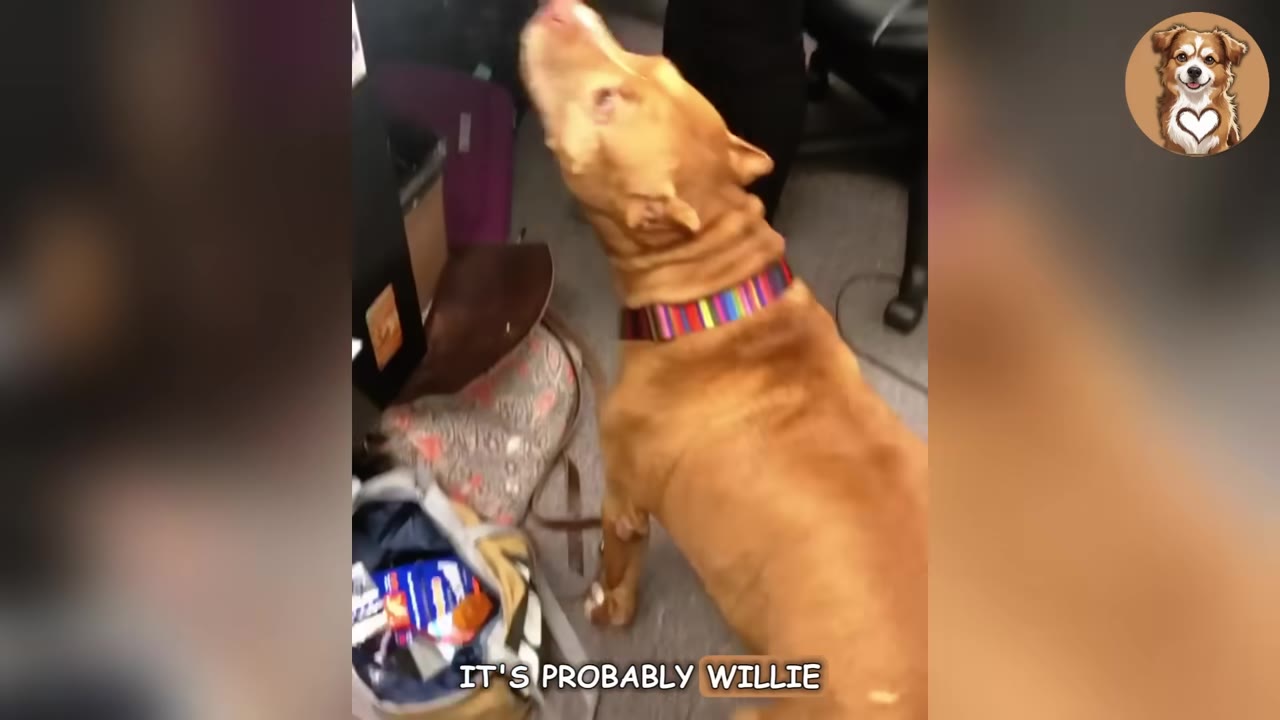 A tan dog with a colorful striped collar tilts its head back to howl inside an office.