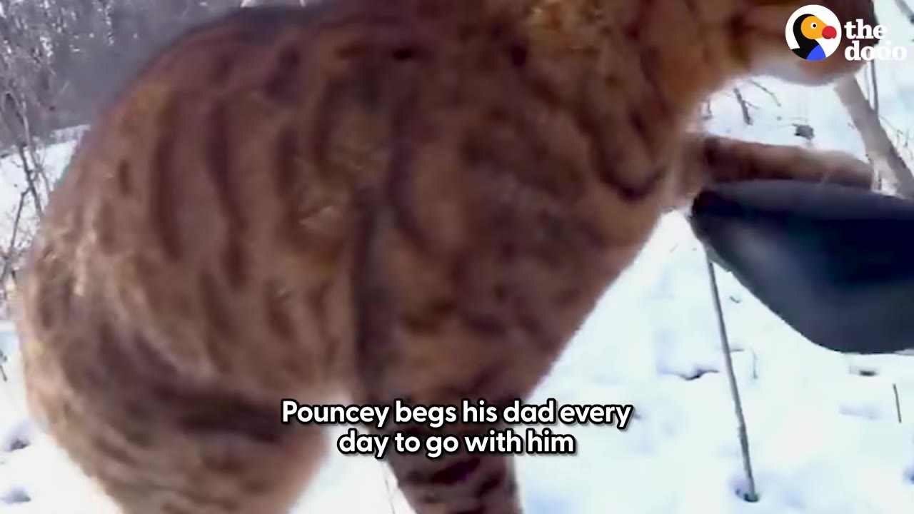 A close-up of a brown tabby cat standing in the snow next to a bicycle seat.