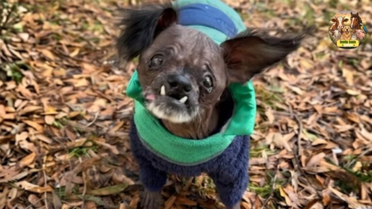 Blind, Smelly Dog Abandoned As His Health Failed Gets Perfect Final Chapter In North Carolina