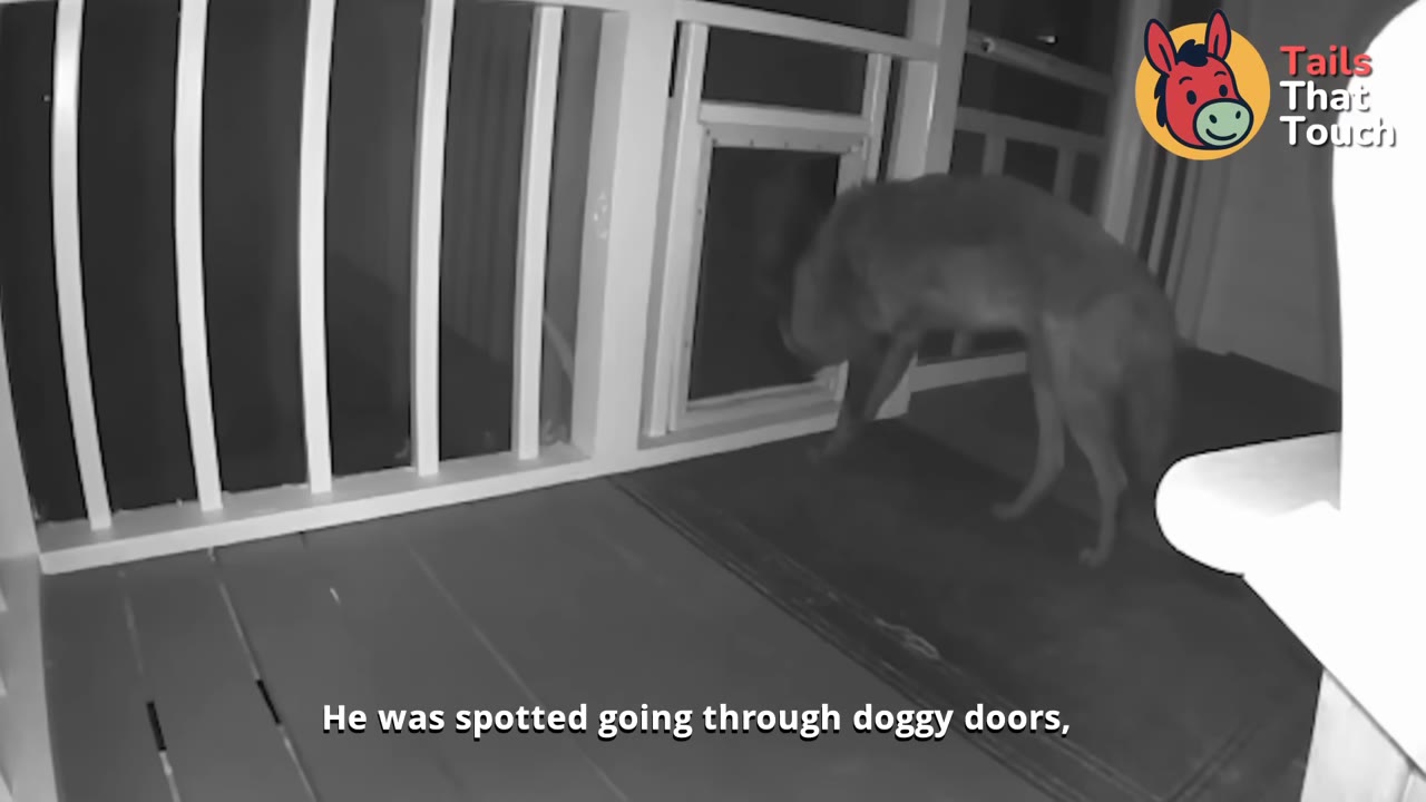 A black and white security camera image of a coyote on a wooden porch, sniffing at a doggy door.