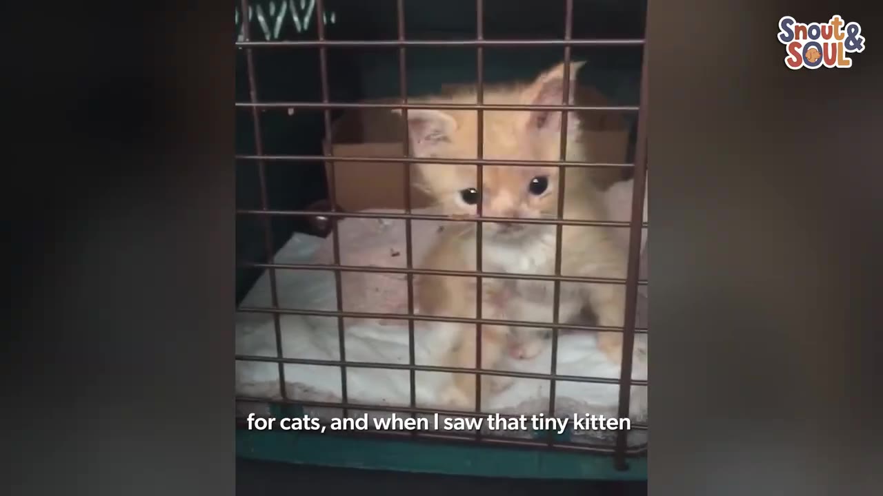 A tiny orange kitten looking out from behind the metal bars of a cage.