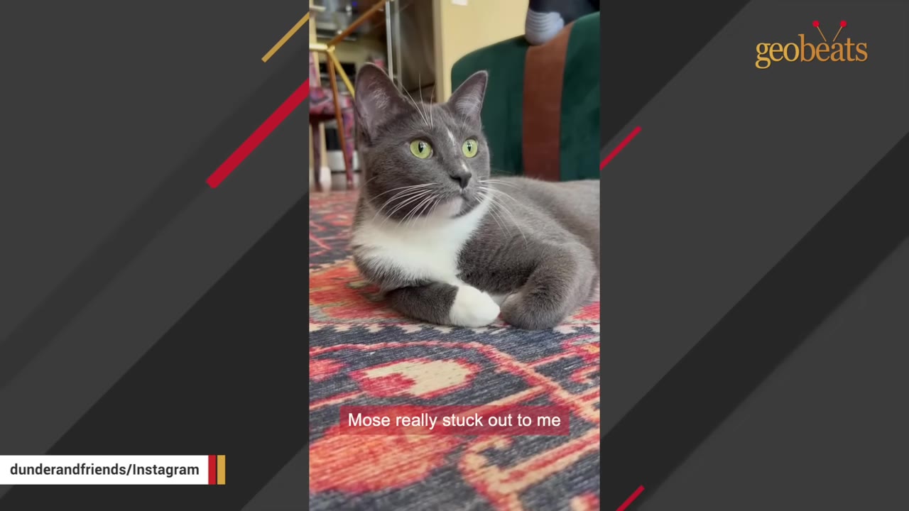 A grey and white cat with bright green eyes lies on a colorful patterned rug, looking off to the side.