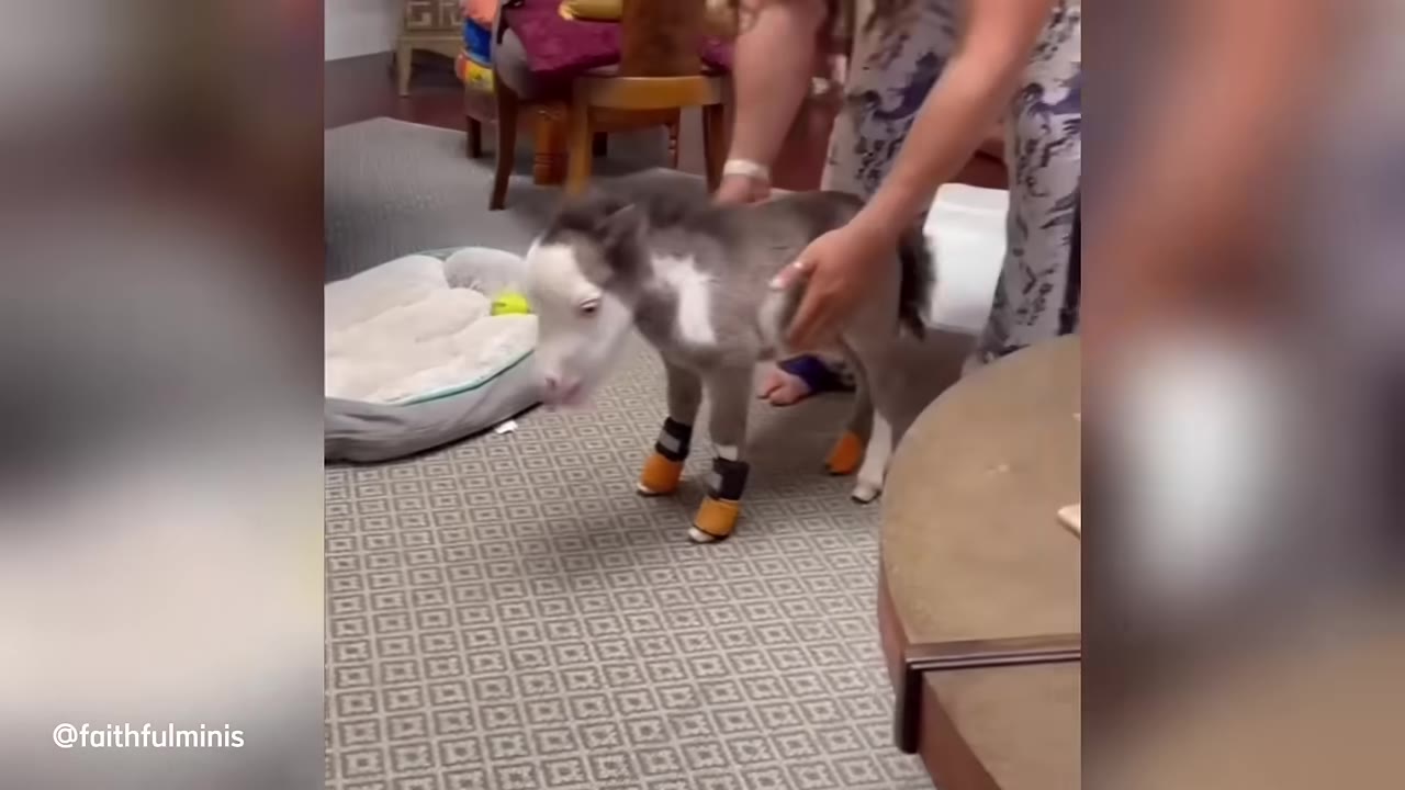 A tiny miniature horse with white and grey fur stands on a patterned carpet wearing small orange and black leg braces, supported by a person's hands.
