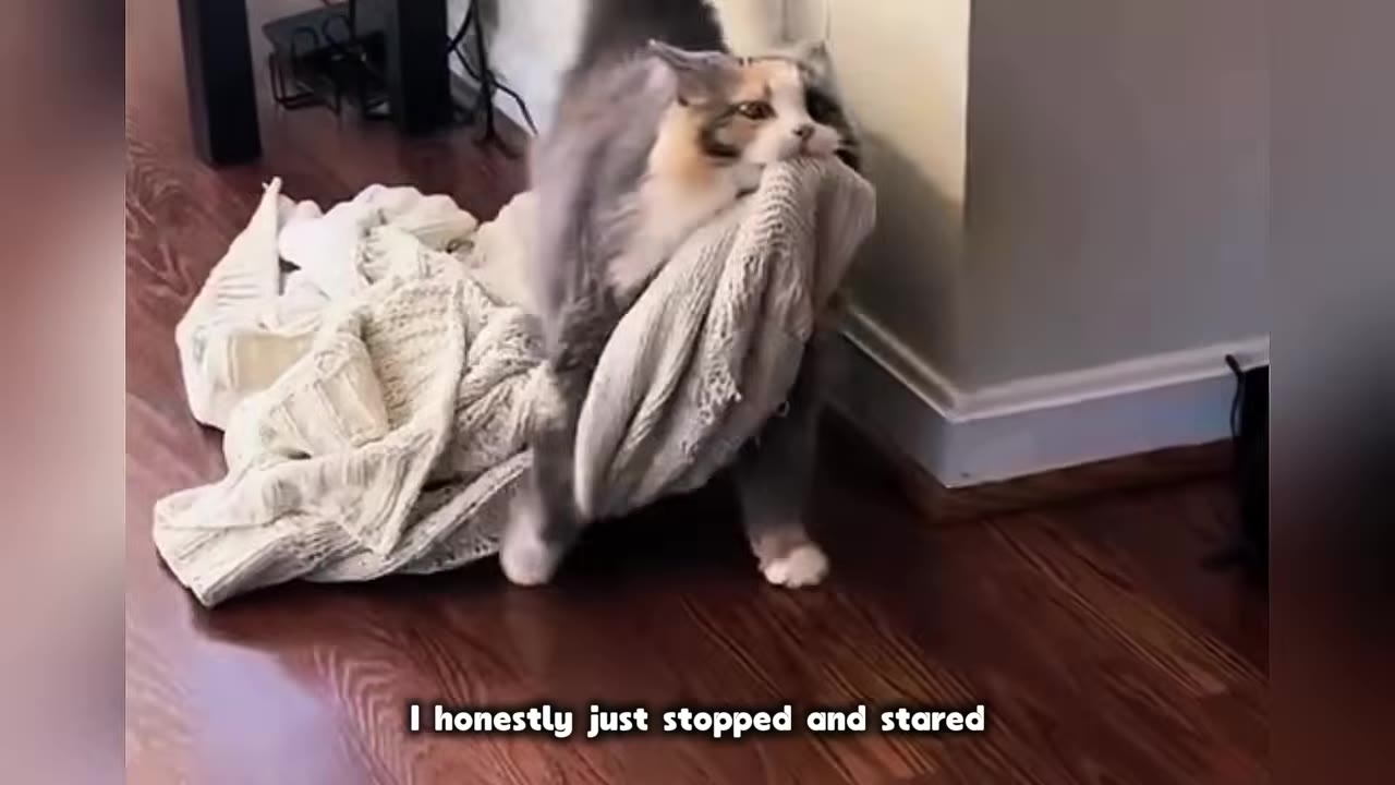 A fluffy long-haired cat carrying a large, cream-colored knit blanket in its mouth across a wooden floor.