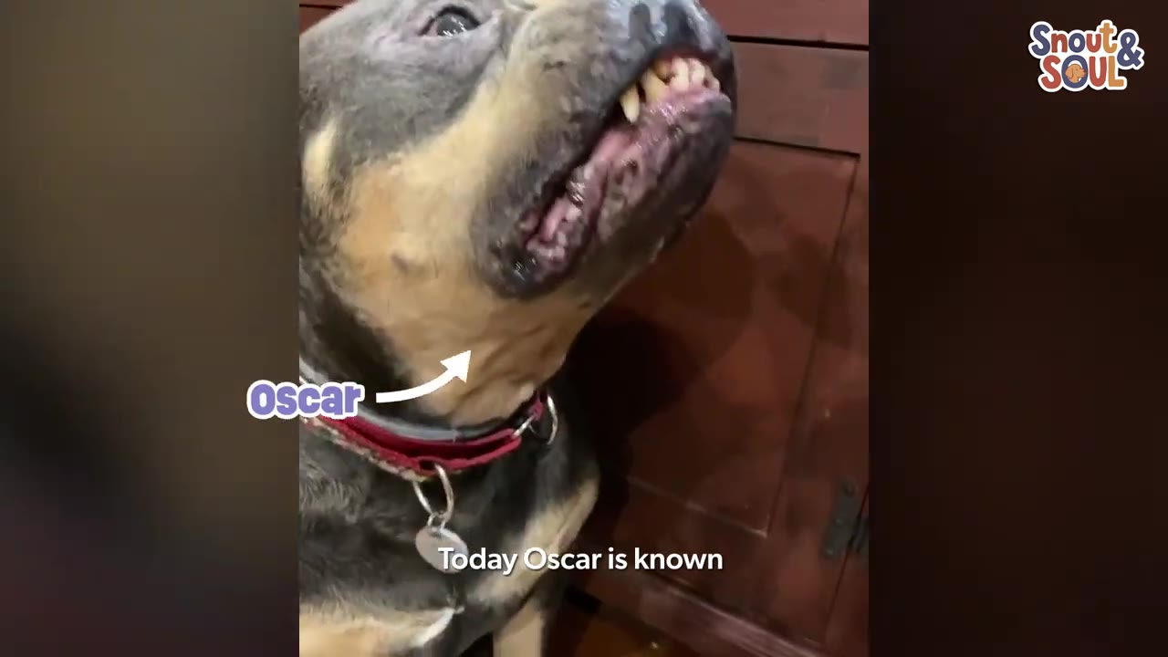 A close-up of a black and tan dog named Oscar looking up with a silly expression, showing his lower teeth in a slight underbite.