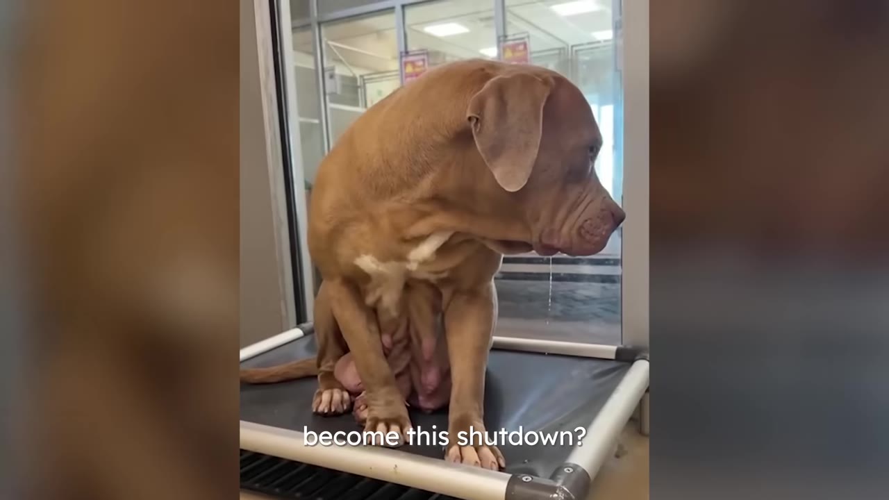 A brown dog sits hunched over on a raised cot inside a shelter, looking down and away with a sad, shut-down expression.