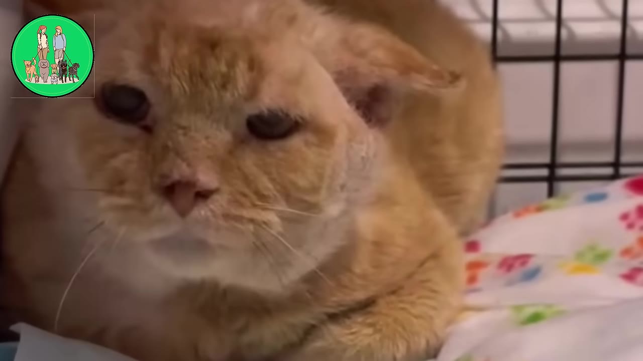 A close-up shot of a sad-looking orange cat with droopy eyes sitting in a cage on a colorful blanket.