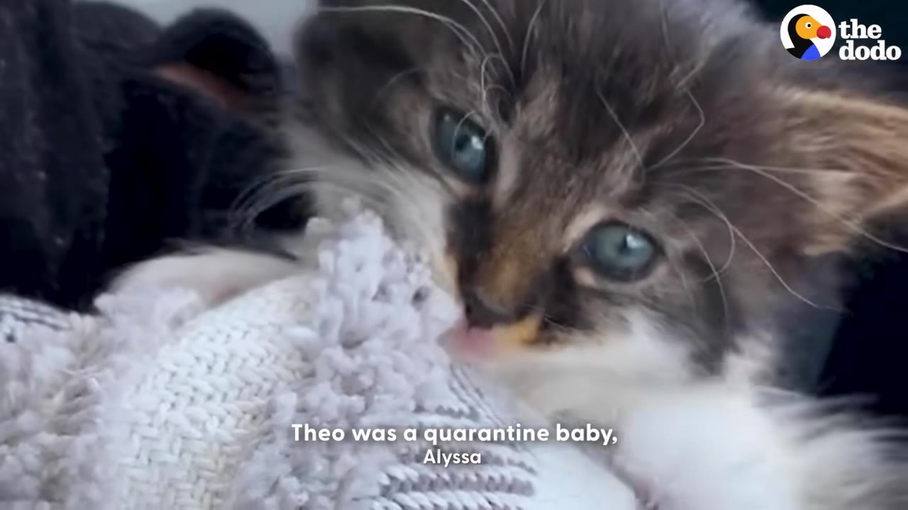 A close-up of a fluffy grey and white kitten with blue eyes nuzzling a white textured blanket.