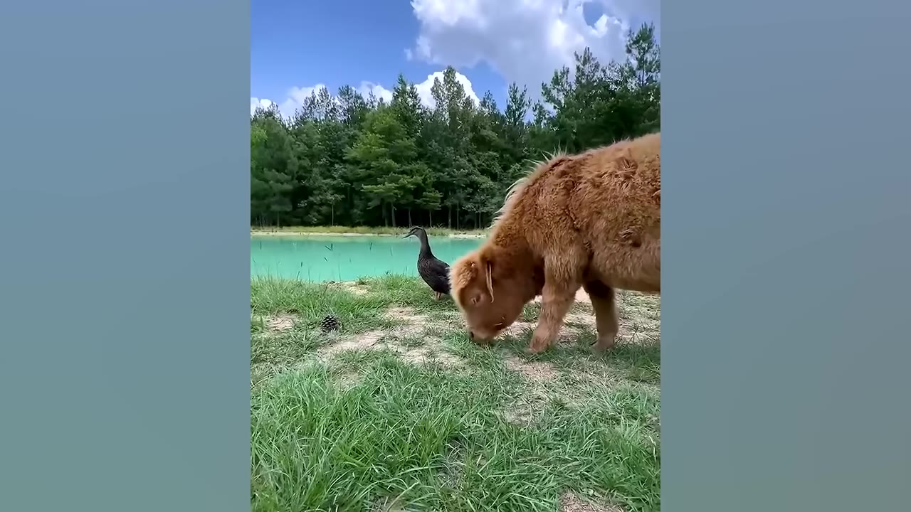 A fluffy brown miniature cow grazes on green grass next to a dark duck near a turquoise pond.