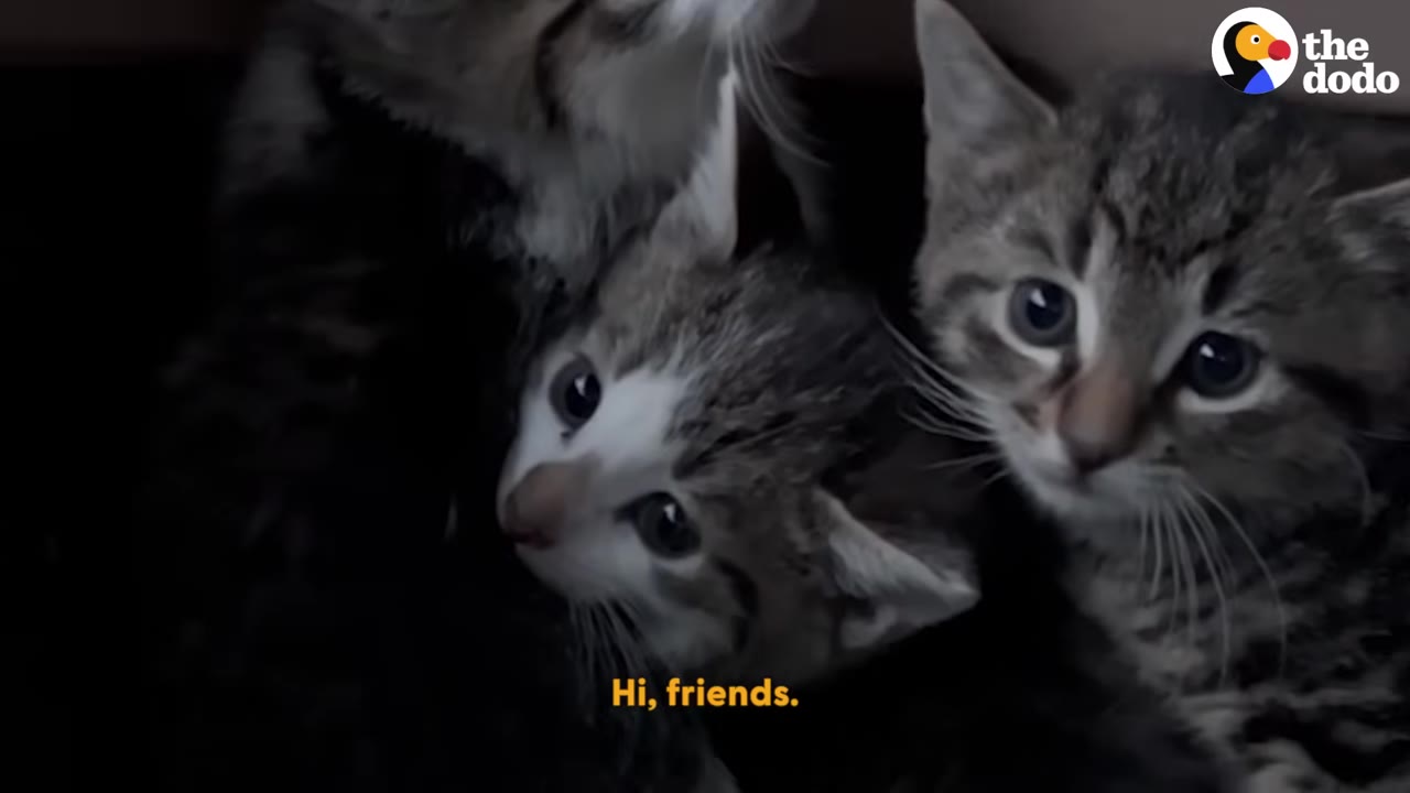 A close-up shot of a litter of small tabby kittens huddled together.