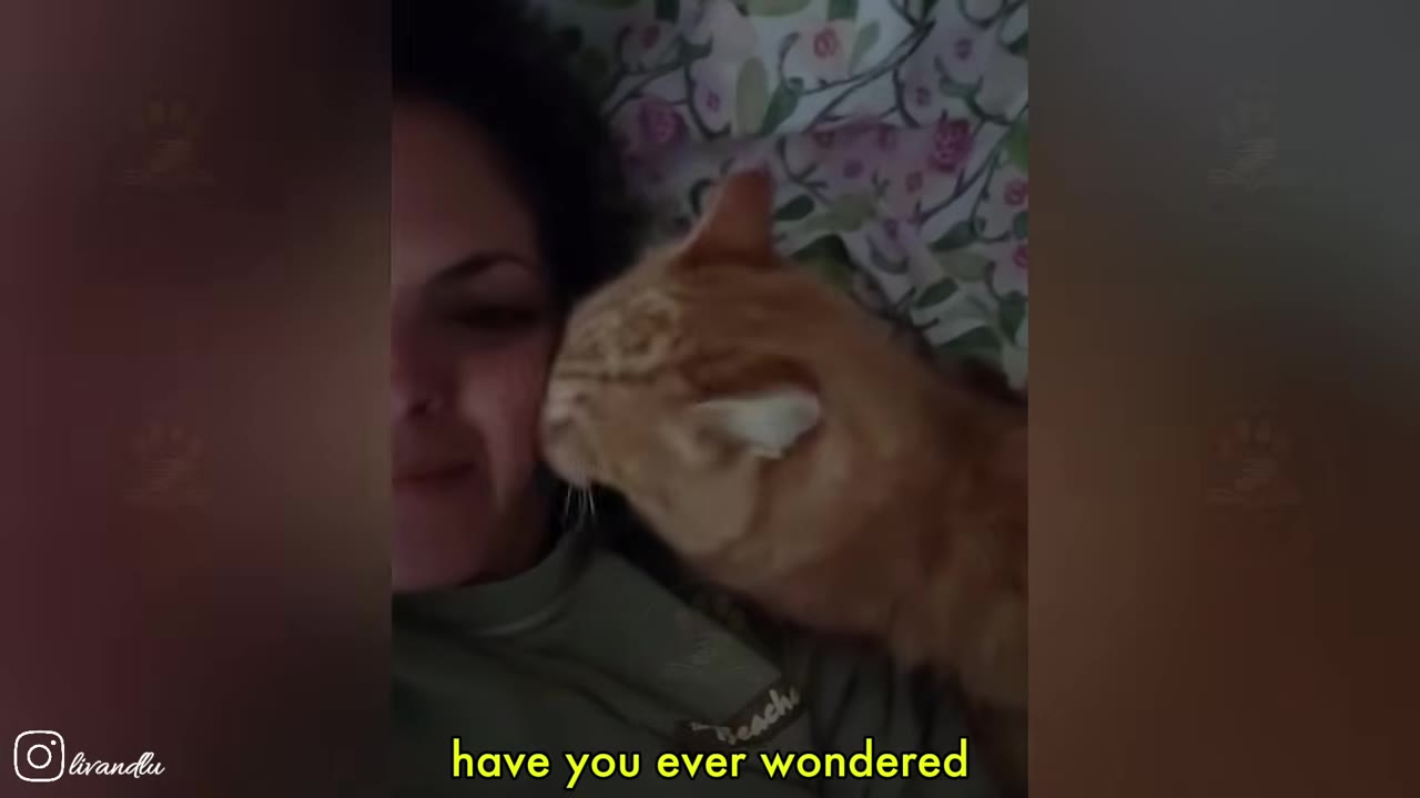 A close-up shot of a woman smiling as an orange tabby cat nuzzles her cheek, with the text 'have you ever wondered' displayed at the bottom.