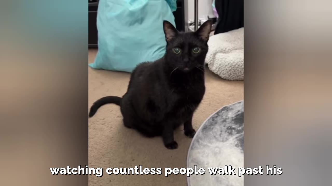 A black cat with green eyes sits on a carpeted floor, looking directly at the camera.