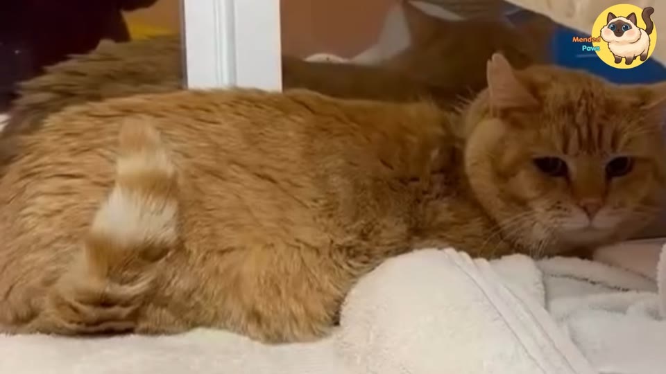 Video frame for Left Behind To Fend For Himself
