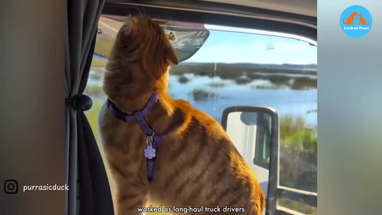 An orange tabby cat wearing a purple harness looks out of a truck's side window at a scenic landscape of water and fields.