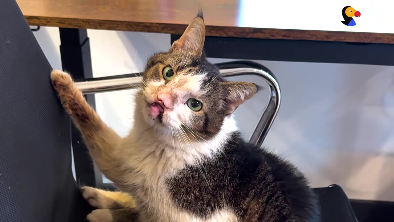 A close-up of a brown and white cat with a cleft palate sitting on an office chair and looking directly forward.