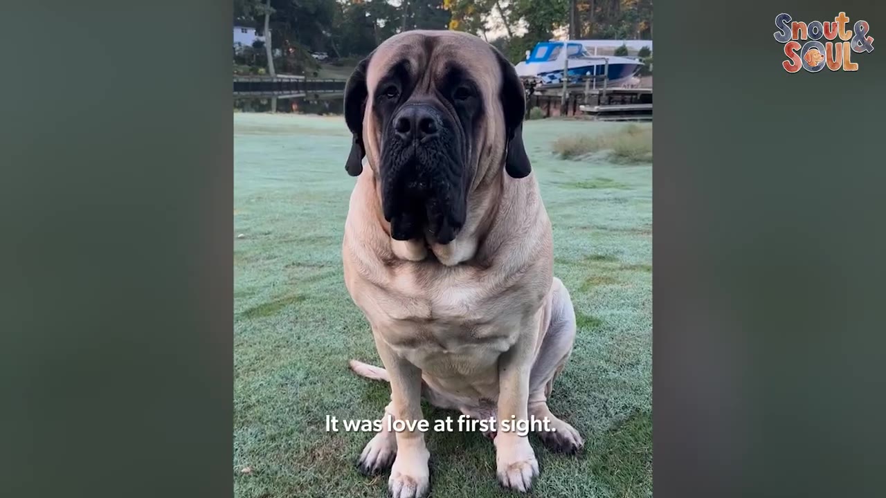 A large English Mastiff sits on a grassy lawn looking directly at the camera, with a caption that reads 'It was love at first sight.'