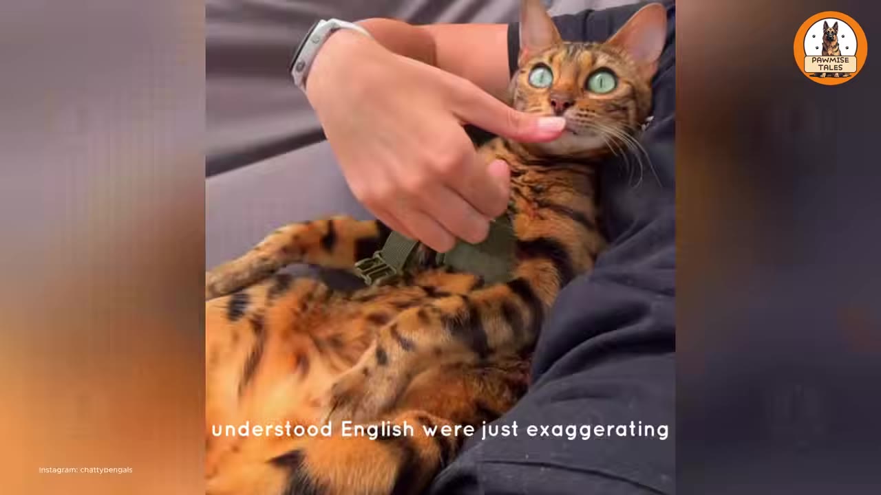 A Bengal cat with striking green eyes lies on its back in a person's lap, looking up with wide eyes as a hand gently touches its chin, with the caption 'understood English were just exaggerating' displayed at the bottom.