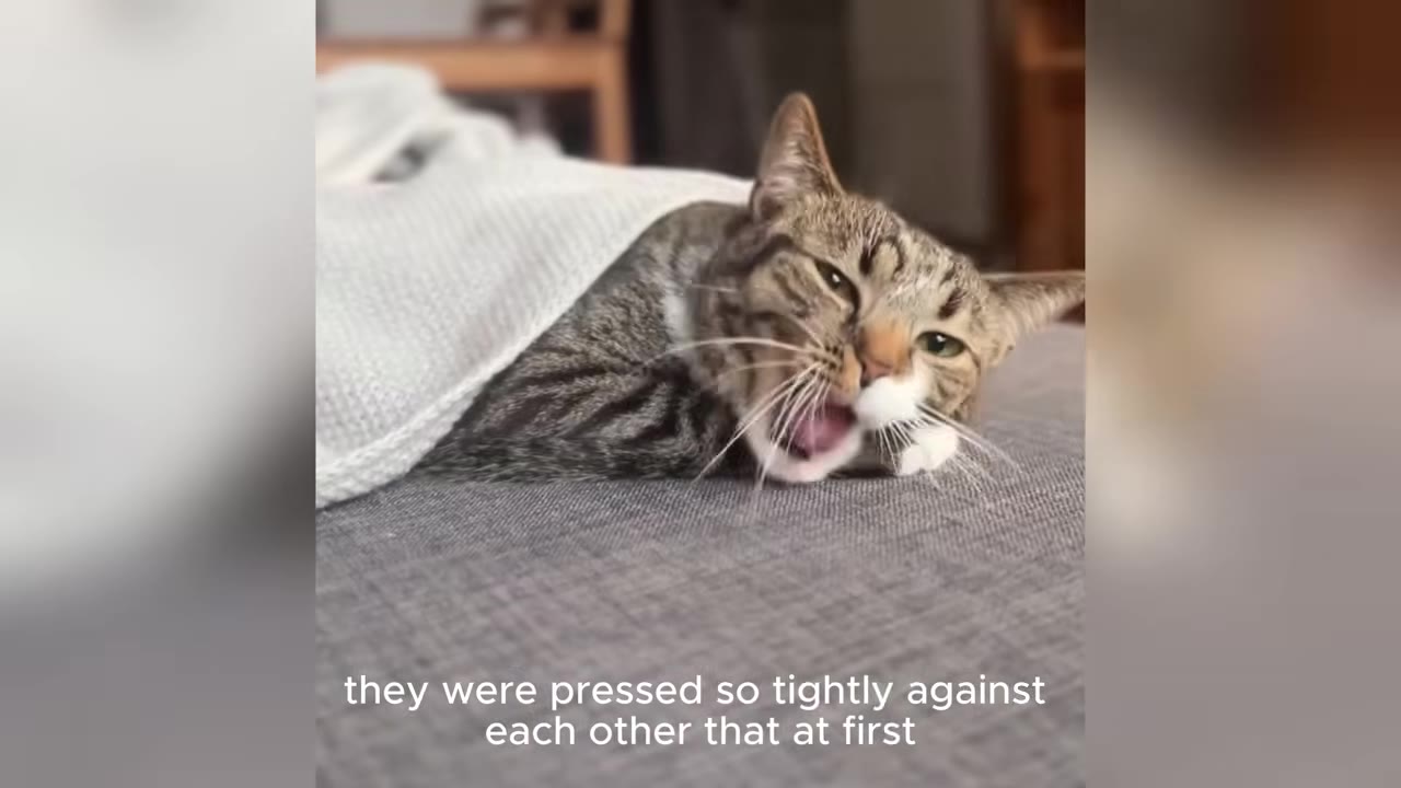 A tabby cat with white paws lies on a grey surface under a white blanket, yawning with its mouth open.