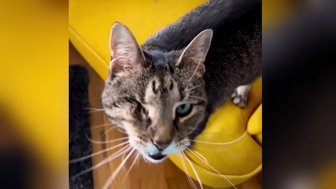 A close-up shot of a brown tabby cat with one eye looking up towards the camera while standing near a yellow chair.