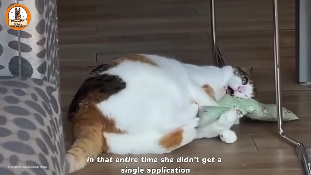 A calico cat lying on a wooden floor under a chair, playing with a small green toy.