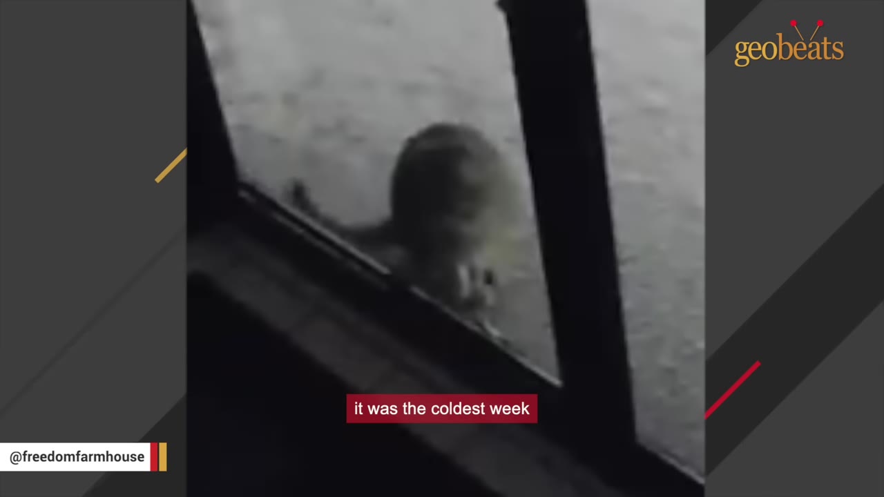 A grainy, low-light security camera view of a cat standing outside a glass door or window in the cold.