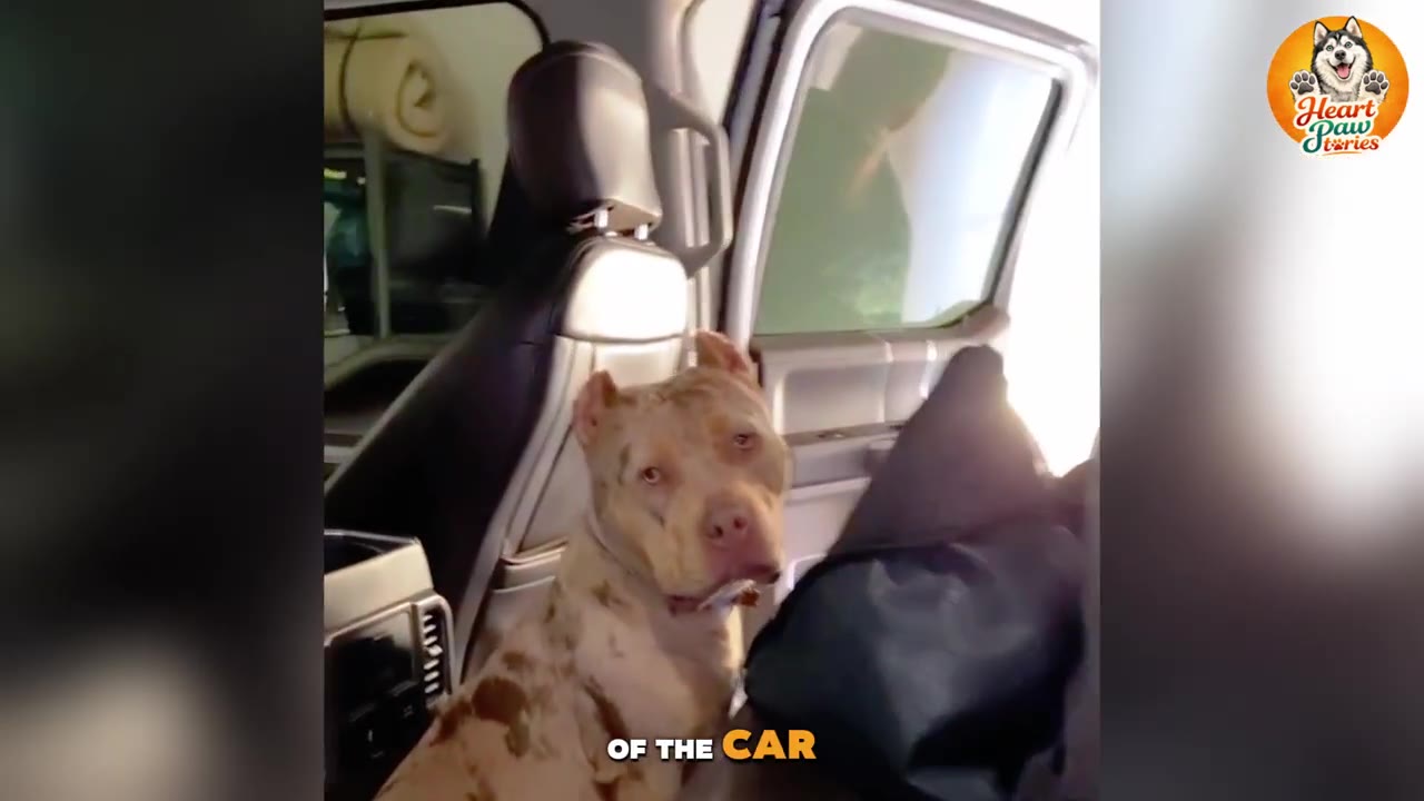 A tan and white spotted dog sits frozen in the back seat of a car, looking hesitantly toward the camera.