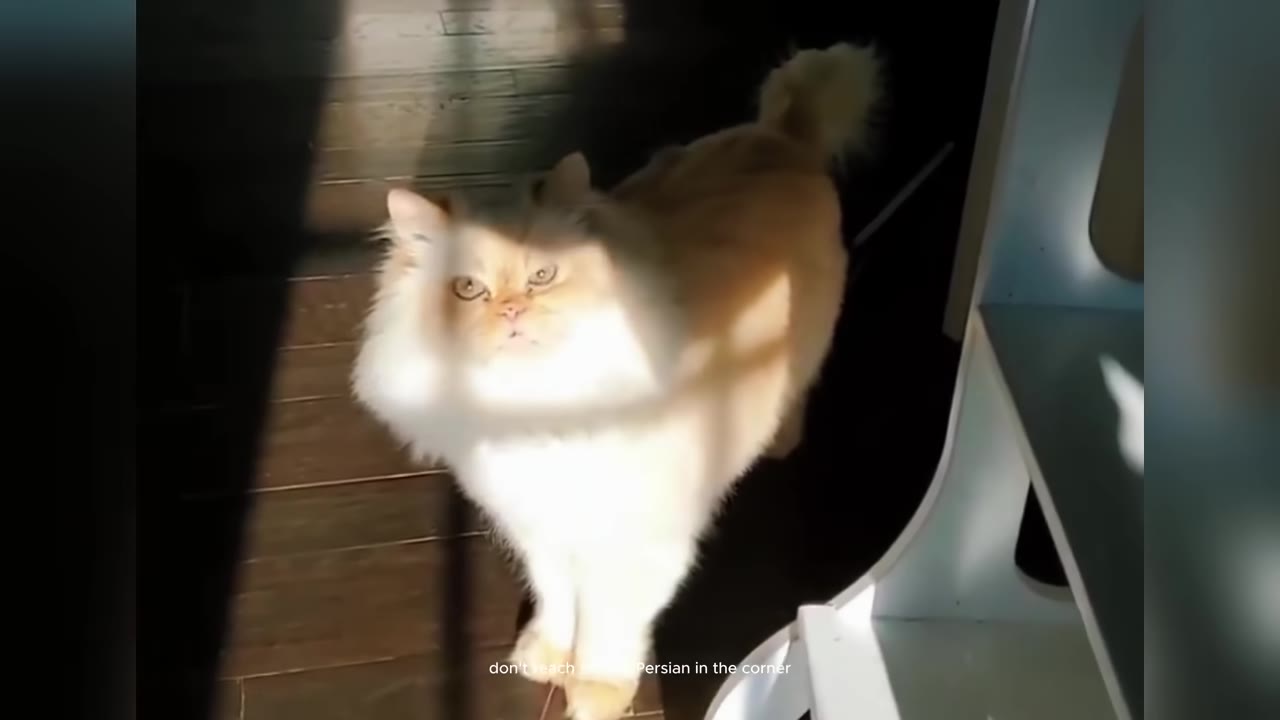 A fluffy cream-colored Persian cat standing on a wooden floor in a patch of sunlight, looking directly at the camera with a stern expression.