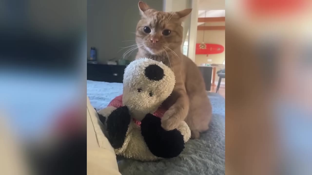 An 8-pound ginger cat sits on a bed, holding onto a black and white stuffed toy with its paws while looking directly at the camera.
