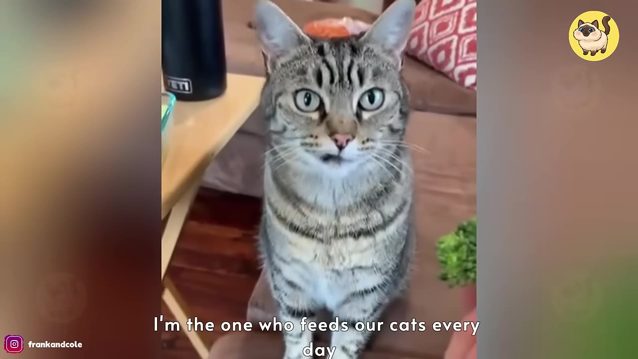 A tabby cat sits and looks directly at the camera with wide eyes, with the subtitle 'I'm the one who feeds our cats every day' displayed at the bottom.